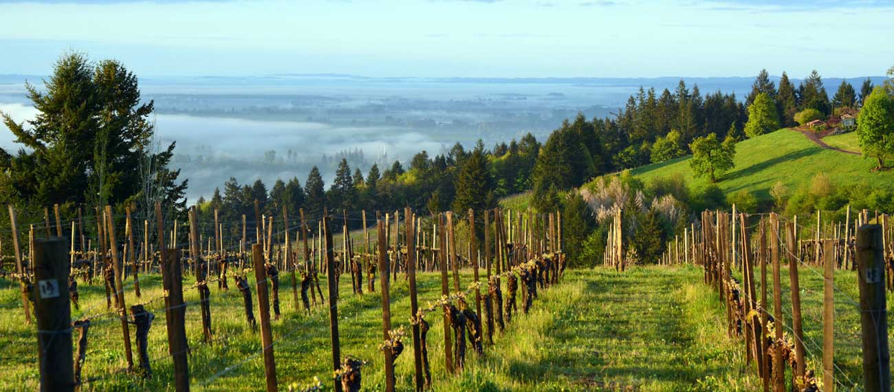 The Eyrie Vineyards